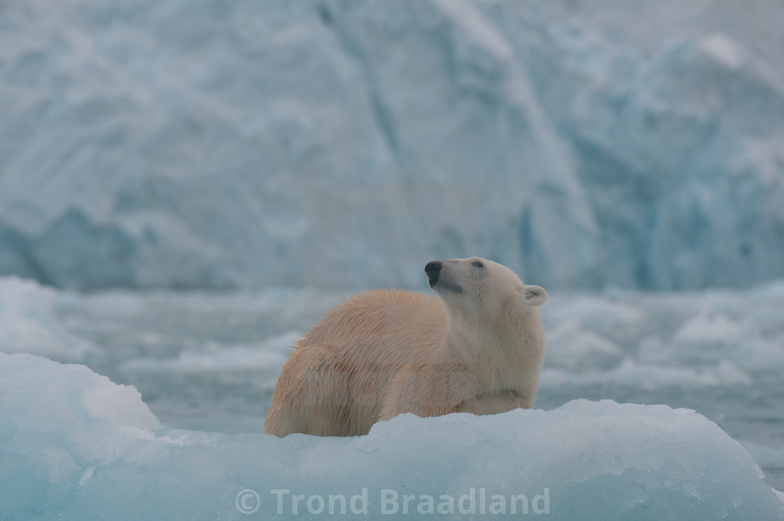 "Polar bear" stock image