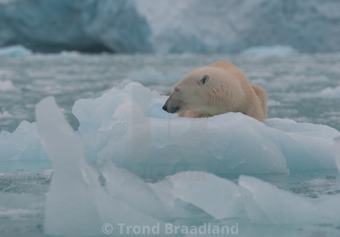 "Polar bear" stock image