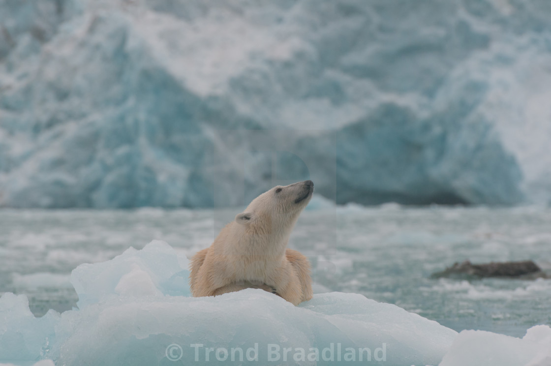 "Polar bear" stock image