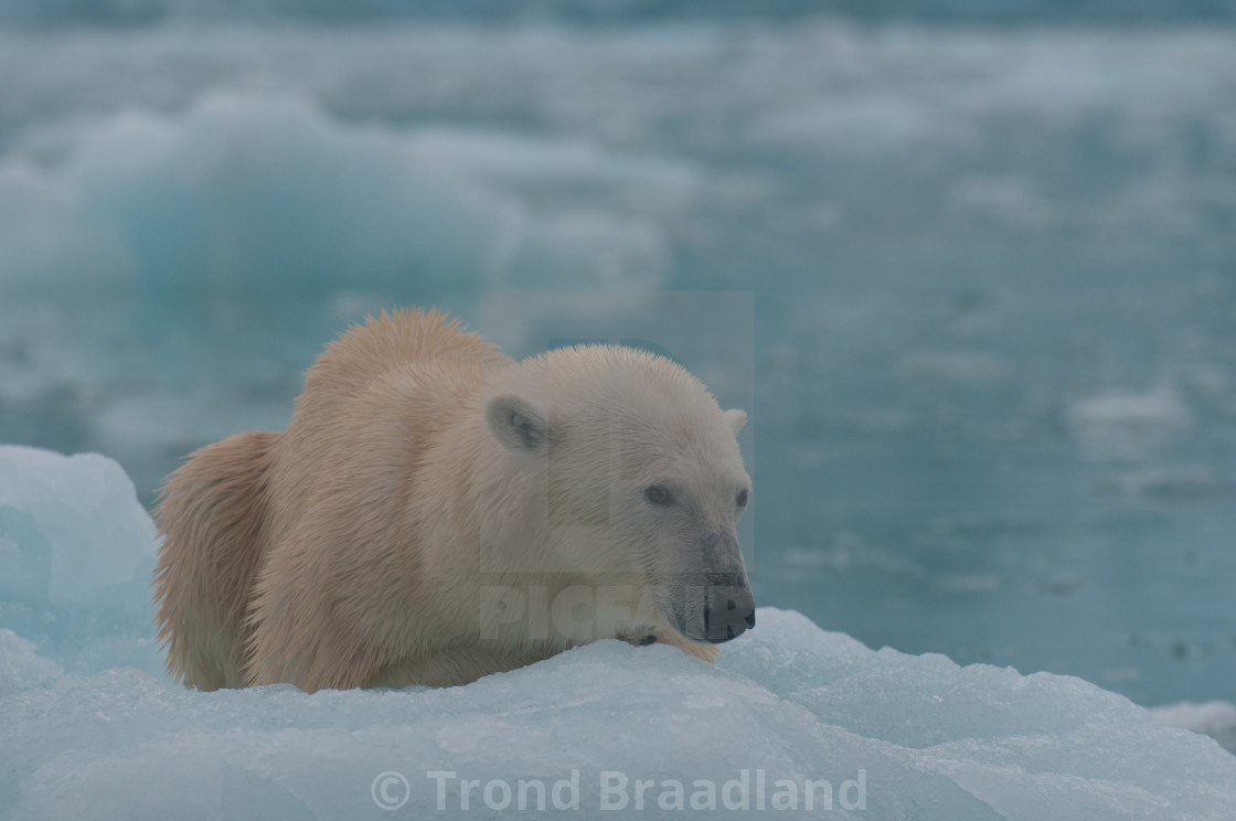 "Polar bear" stock image