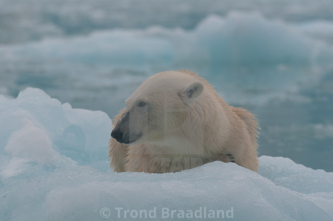 "Polar bear" stock image