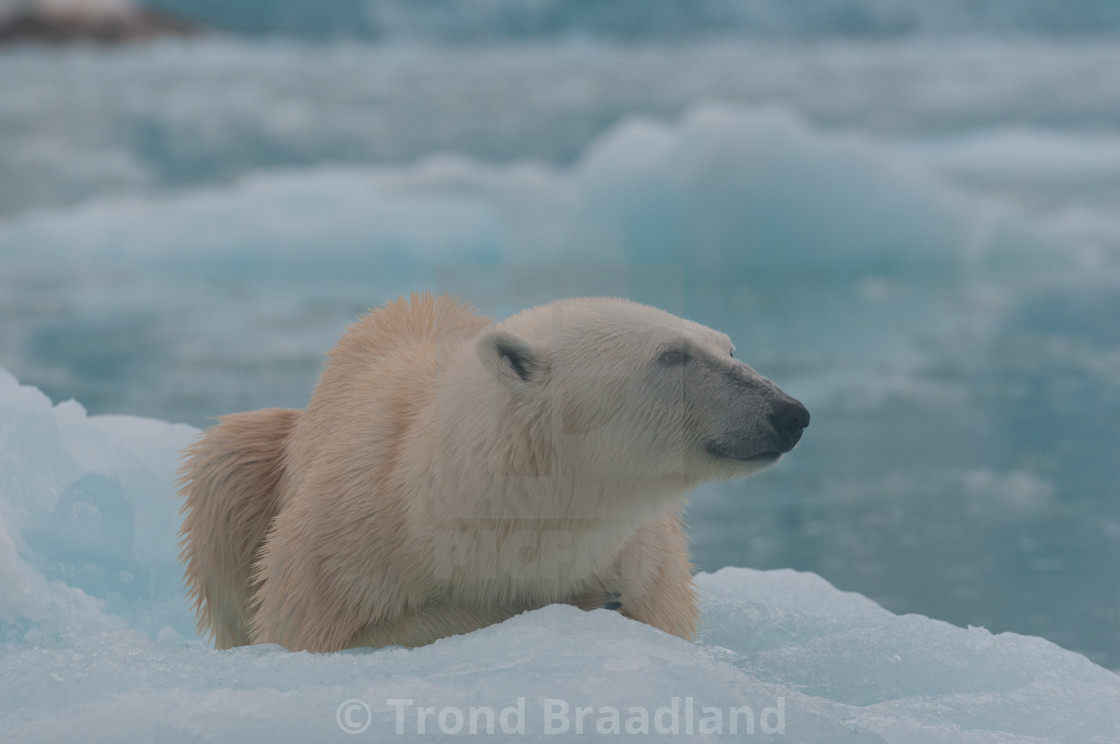 "Polar bear" stock image