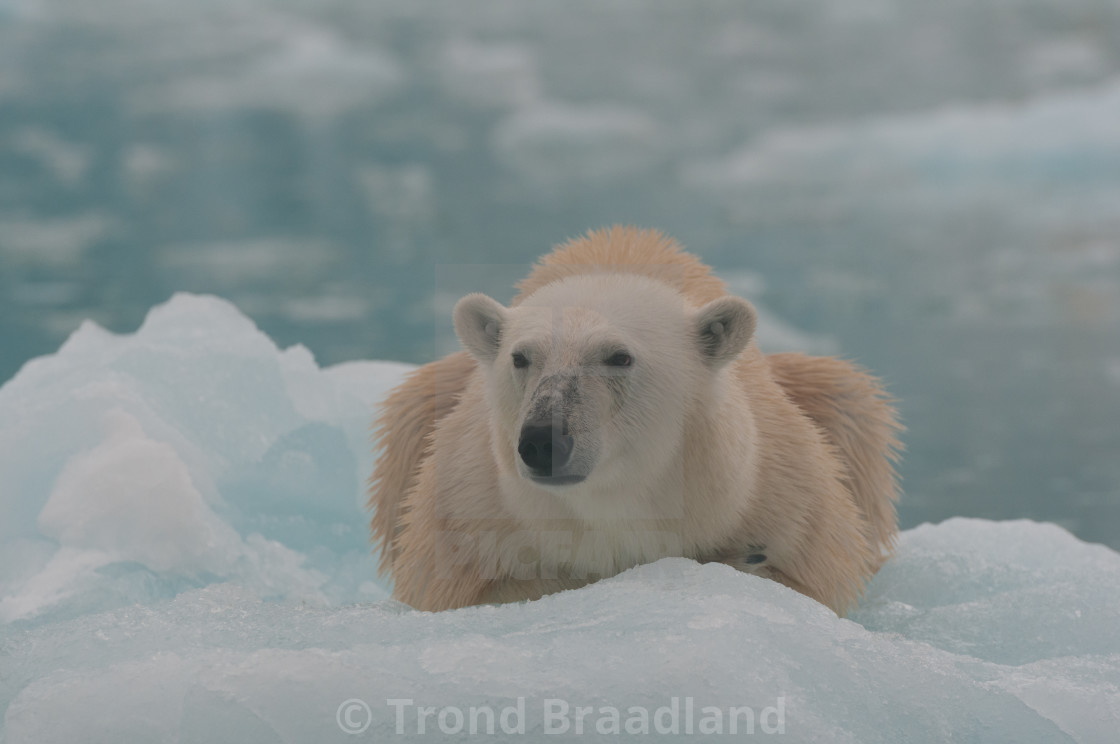 "Polar bear" stock image