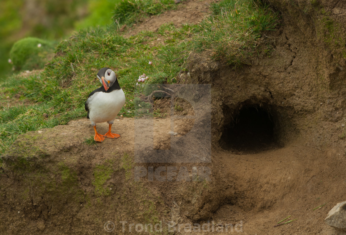 "Atlantic puffin at nest hole" stock image