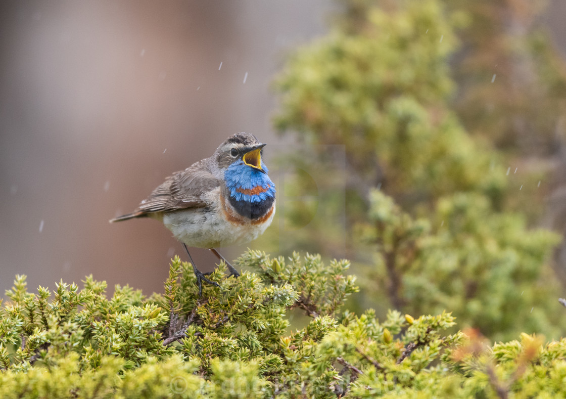 "Bluethroat male" stock image