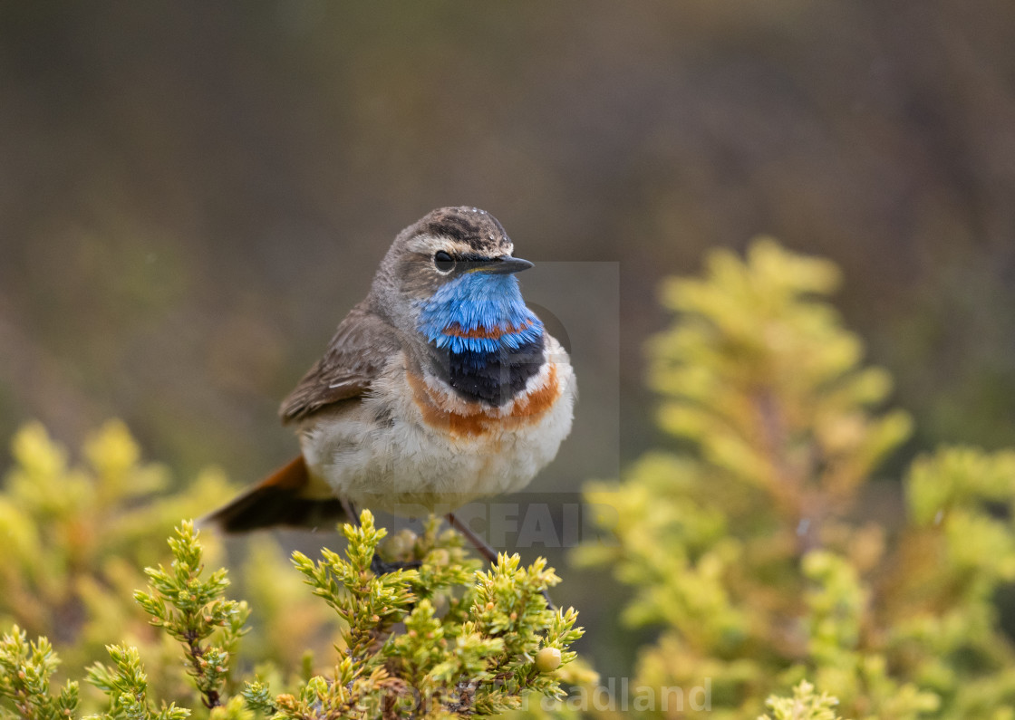 "Bluethroat male" stock image