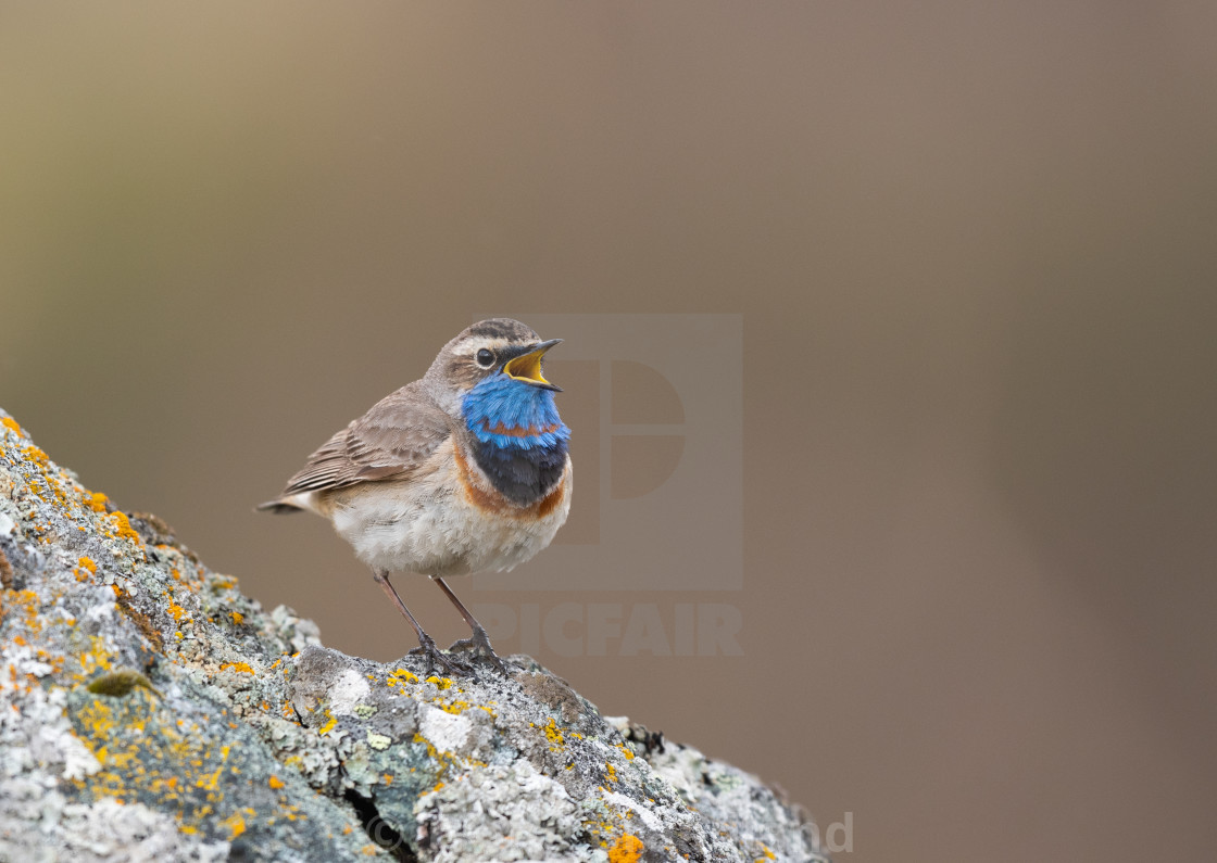 "Bluethroat male" stock image