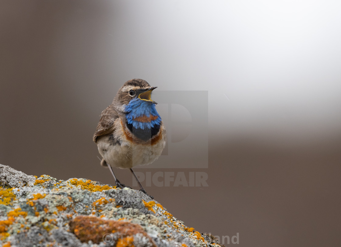 "Bluethroat male" stock image