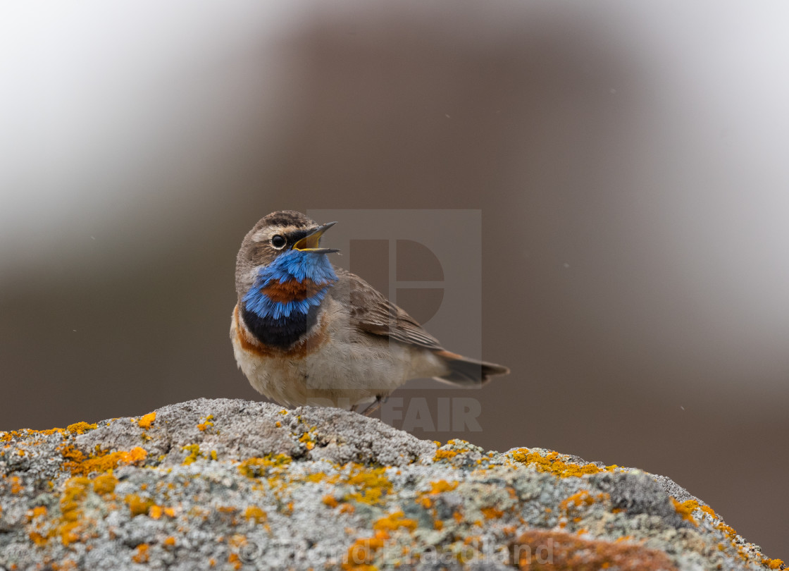 "Bluethroat male" stock image