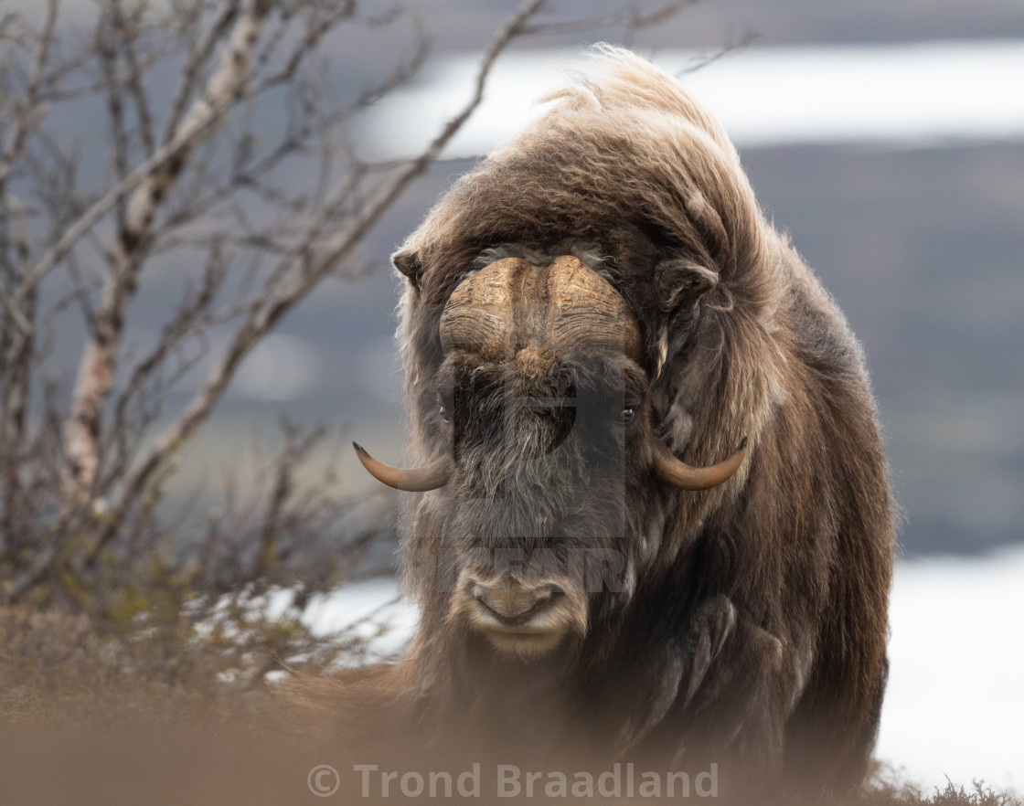 "Muskox male" stock image