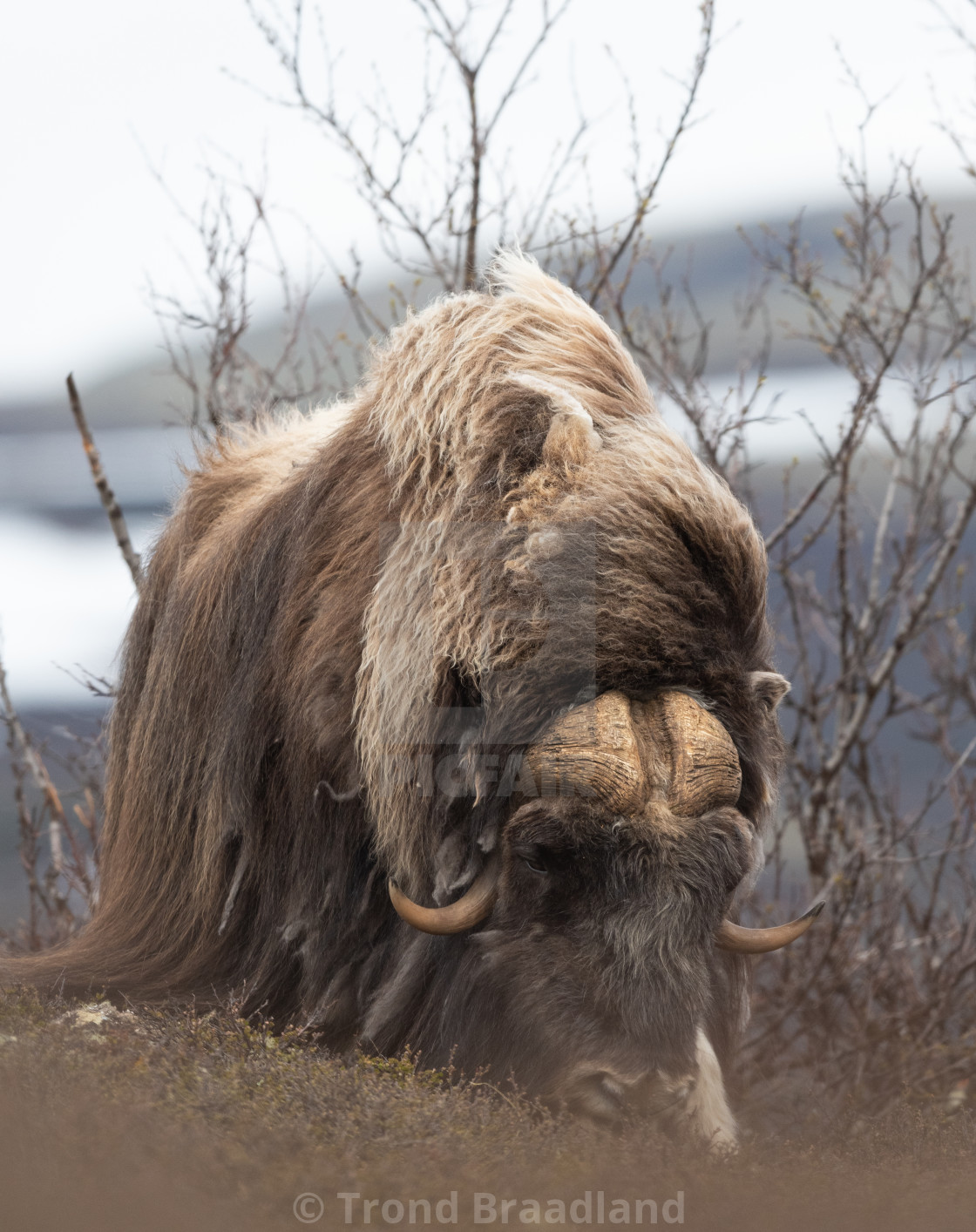 "Muskox male" stock image