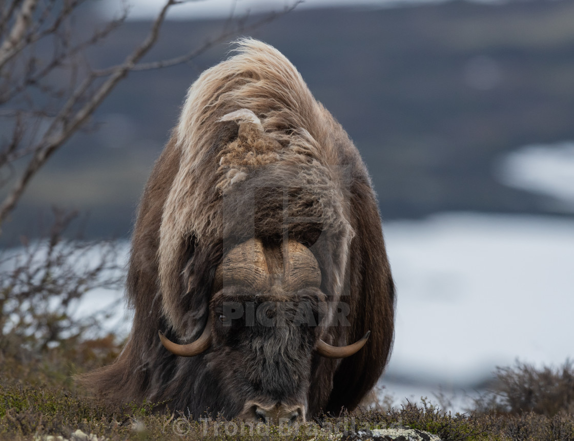 "Muskox male" stock image