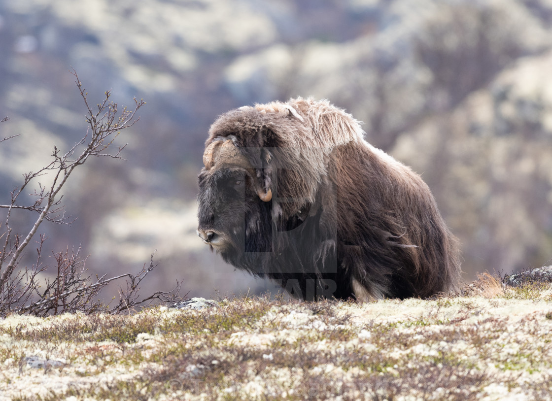 "Muskox male" stock image