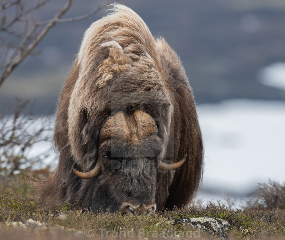 "Muskox male" stock image