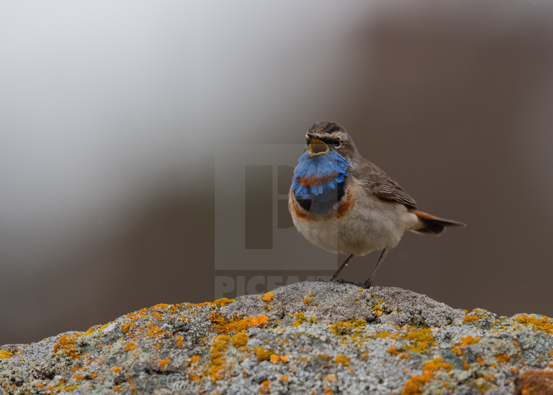 "Bluethroat male" stock image