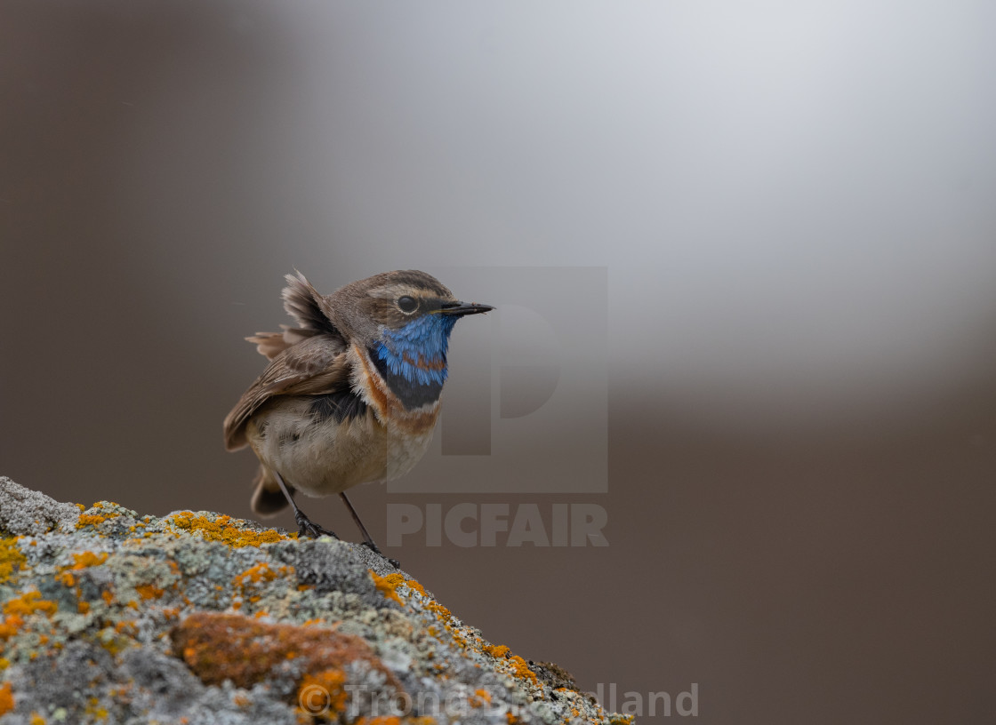 "Bluethroat male" stock image