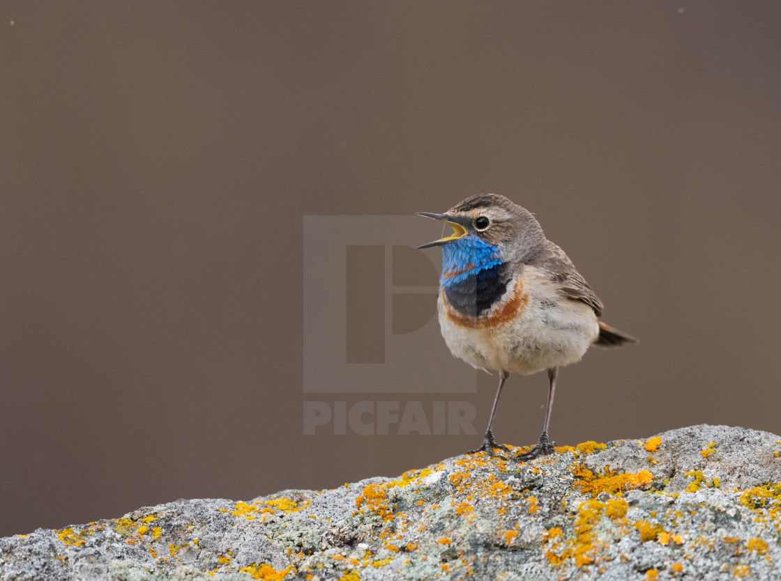 "Bluethroat male" stock image