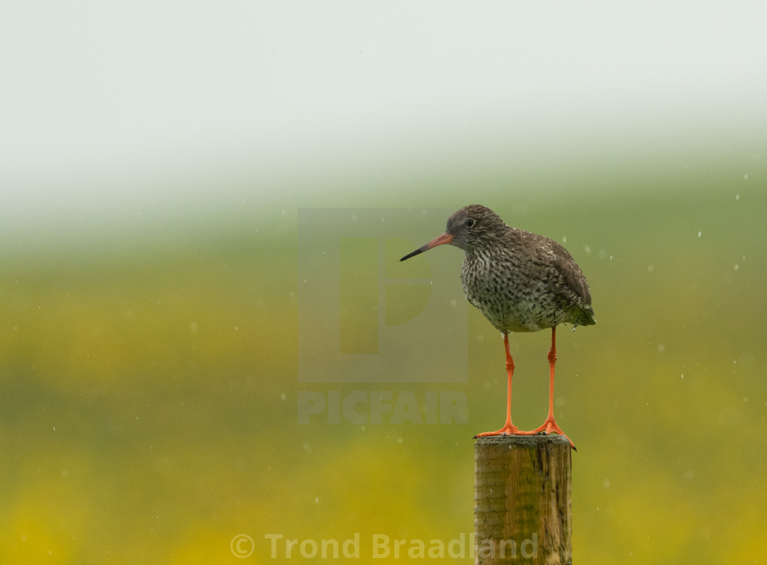 "Common redshank" stock image