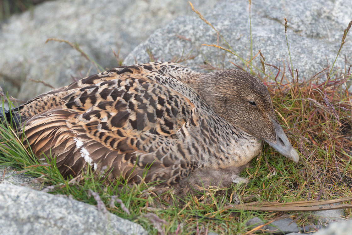 "Common eider" stock image