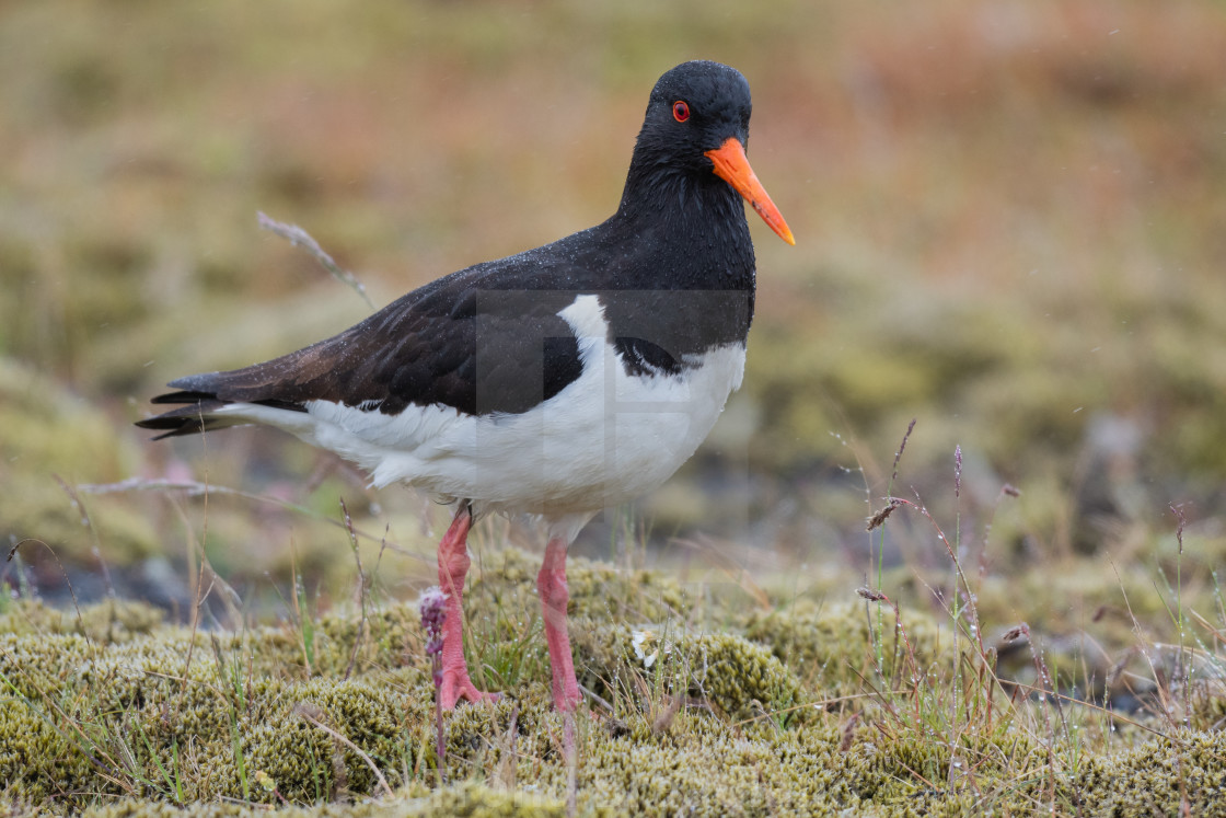 "Eurasian oystercatcher" stock image