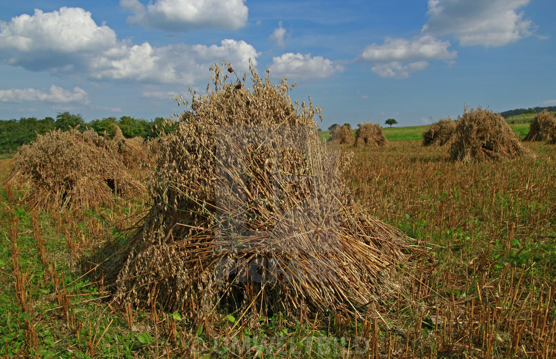 "sheafs of oats on a field, traditional farming, Hesse, Germany" by UMWELTBILD - £12.40 "sheafs of oats on a field, traditional farming, Hesse, Germany" stock image