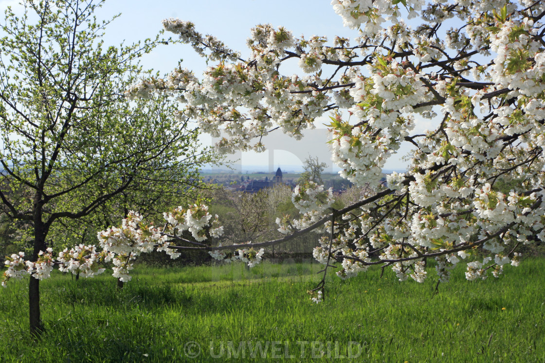 "Cherry blossoms on an orchard near Ockstadt, Wetterau, with view of district town Friedberg's church, Wetterau District, Hesse, Germany" by UMWELTBILD - £12.40 "Cherry blossoms on an orchard near Ockstadt, Wetterau, with view of district town Friedberg's church, Wetterau District, Hesse, Germany" stock image