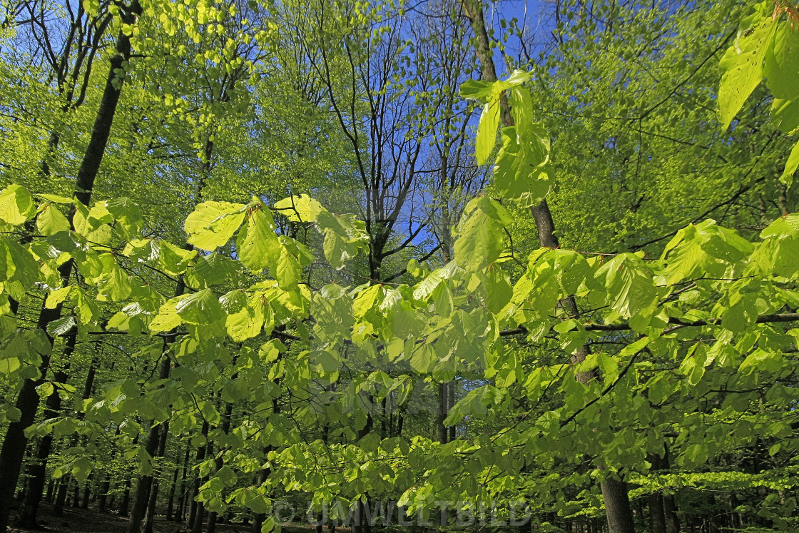 "Young foliage of copper beech (Fagus sylvatica) in beech forest, Hesse, Germany Junges Laub der Buche (Fagus sylvatica), Hessen, Deutschland" by UMWELTBILD - £12.40 "Young foliage of copper beech (Fagus sylvatica) in beech forest, Hesse, Germany Junges Laub der Buche (Fagus sylvatica), Hessen, Deutschland" stock image