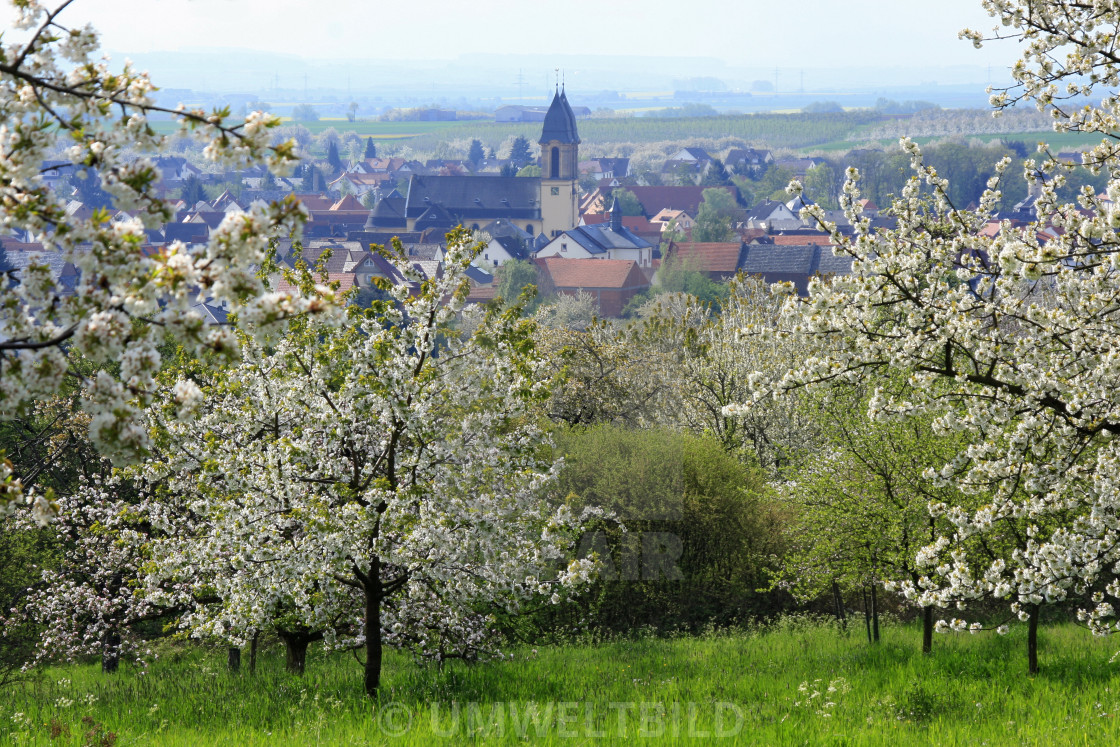 "Cherry blossoms on an orchard near Ockstadt, Wetterau, Wetterau District, Hesse, Germany, Kirschblüte im Streuobstgebiet bei Ockstadt, Wetterau, Hessen, Deutschland" by UMWELTBILD - £12.40 "Cherry blossoms on an orchard near Ockstadt, Wetterau, Wetterau District, Hesse, Germany, Kirschblüte im Streuobstgebiet bei Ockstadt, Wetterau, Hessen, Deutschland" stock image