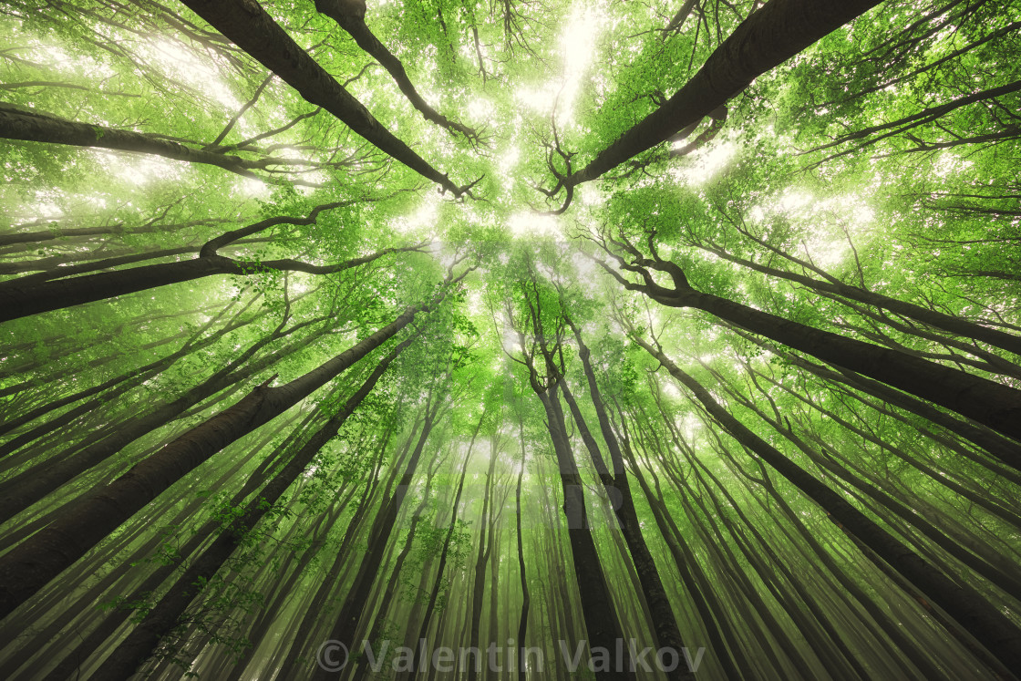 "Beautiful nature at morning in the misty spring forest with sun" stock image