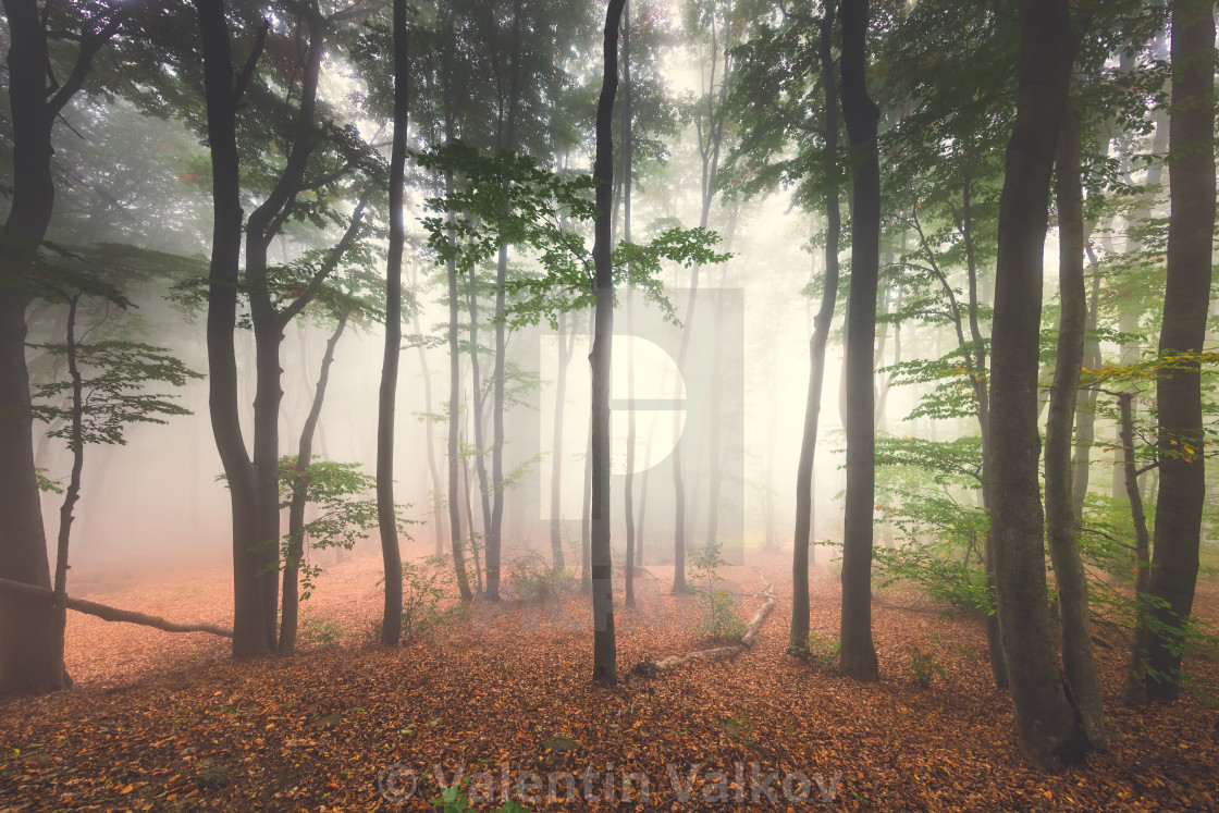 "Foggy mystic forest. Trees in autumn woodland in a fog." stock image