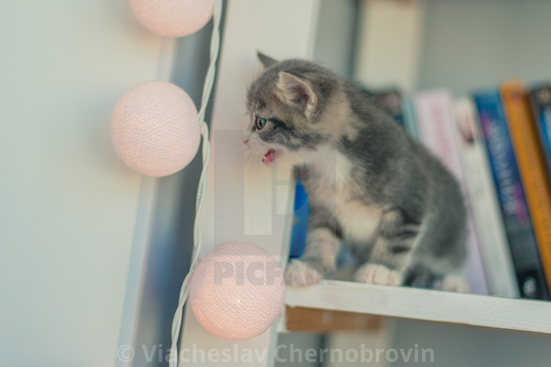 Gray Kitten Seating And Meows On A Bookshelf License Download
