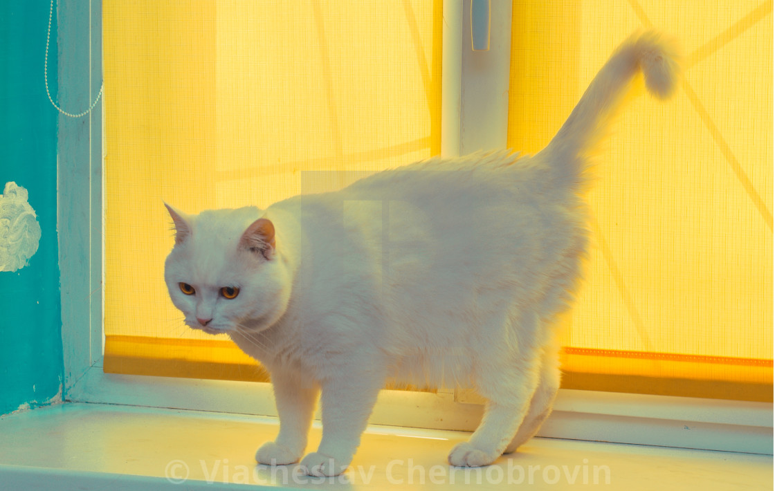 Great White Cat In The Yellow Window License Download Or Print