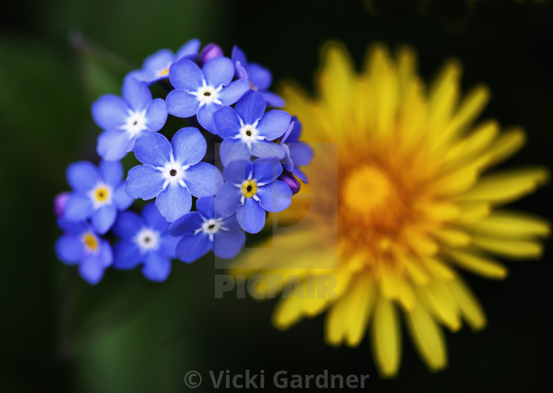 Forget Me Not And Dandelion Myosotis Scorpioides License Download Or Print For 00 Photos Picfair