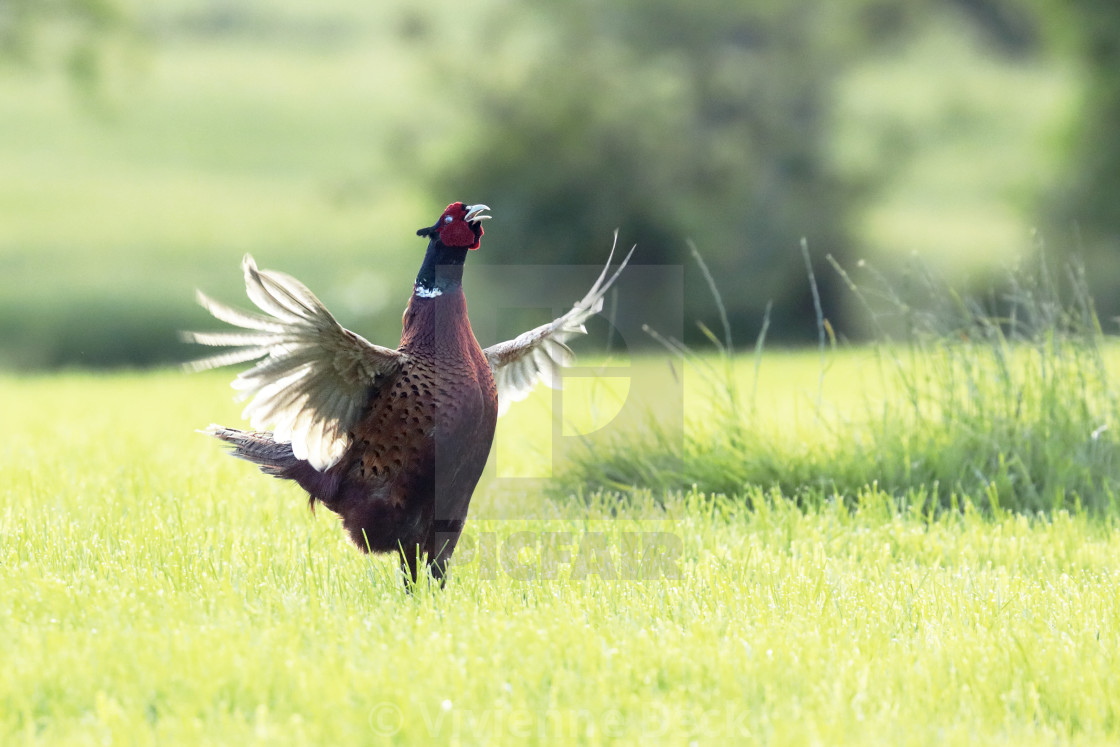 "A pheasant calling" stock image