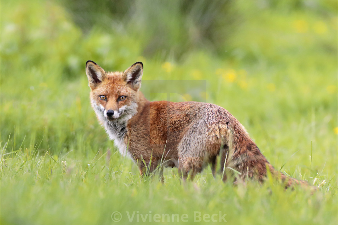 "The foxy watcher" stock image