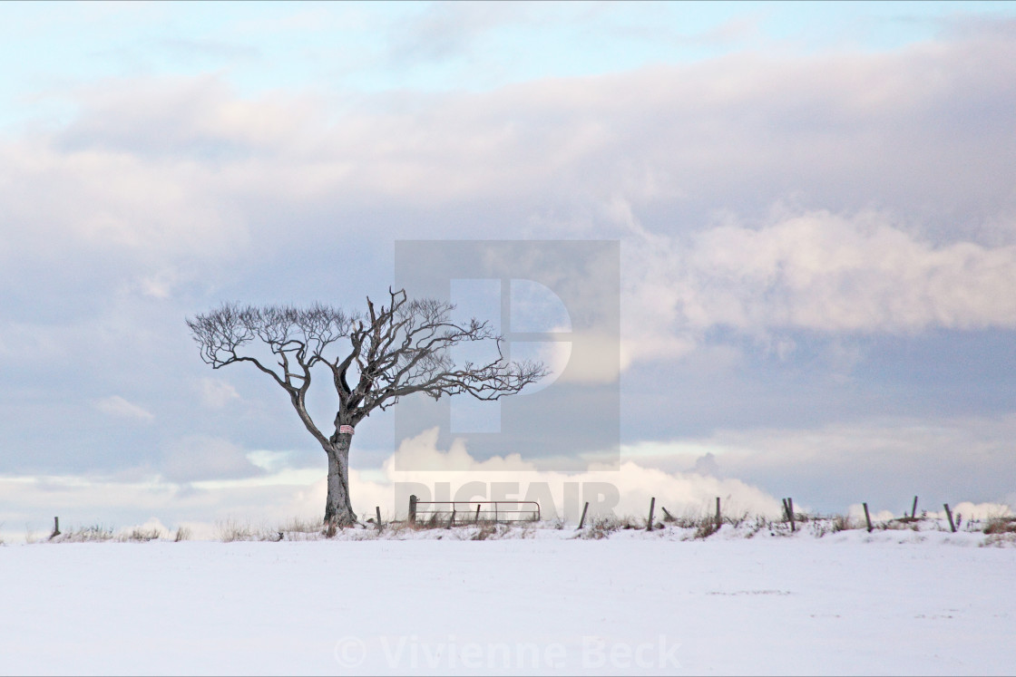 "Winter tree" stock image