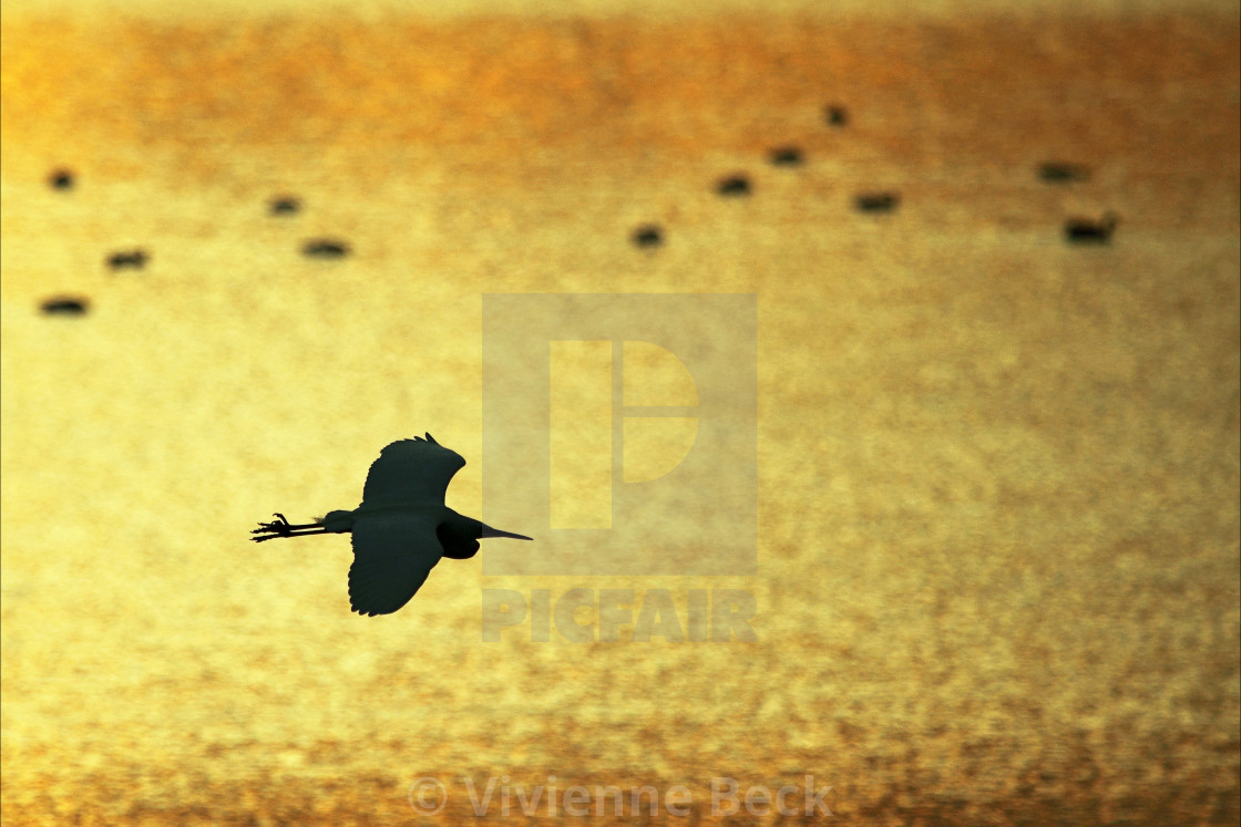 "Golden Egret" stock image