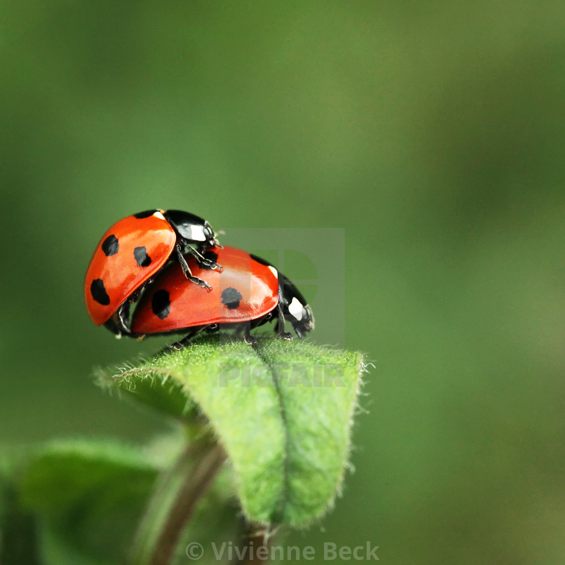 "Ladybirds" stock image