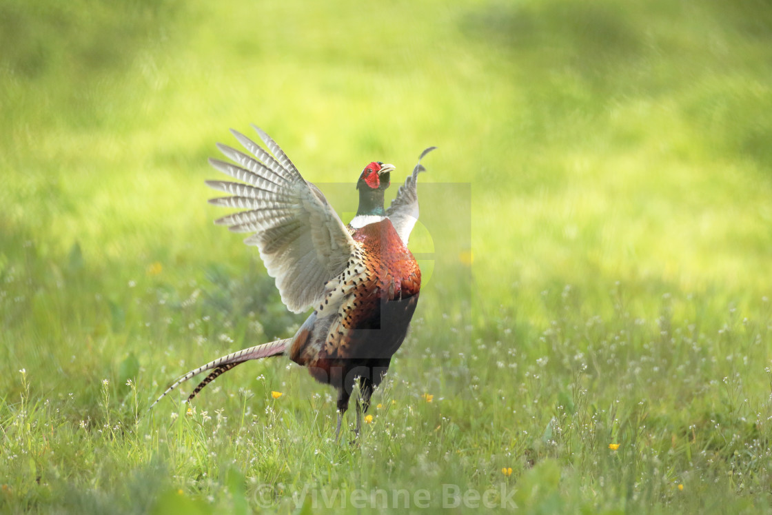 "Male pheasant calling" stock image
