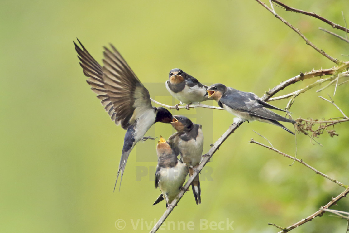 "Swallows feeding" stock image