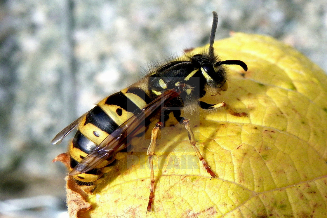 A Queen Wasp Rests On An Autumn Leaf License Download Or Print For 00 Photos Picfair