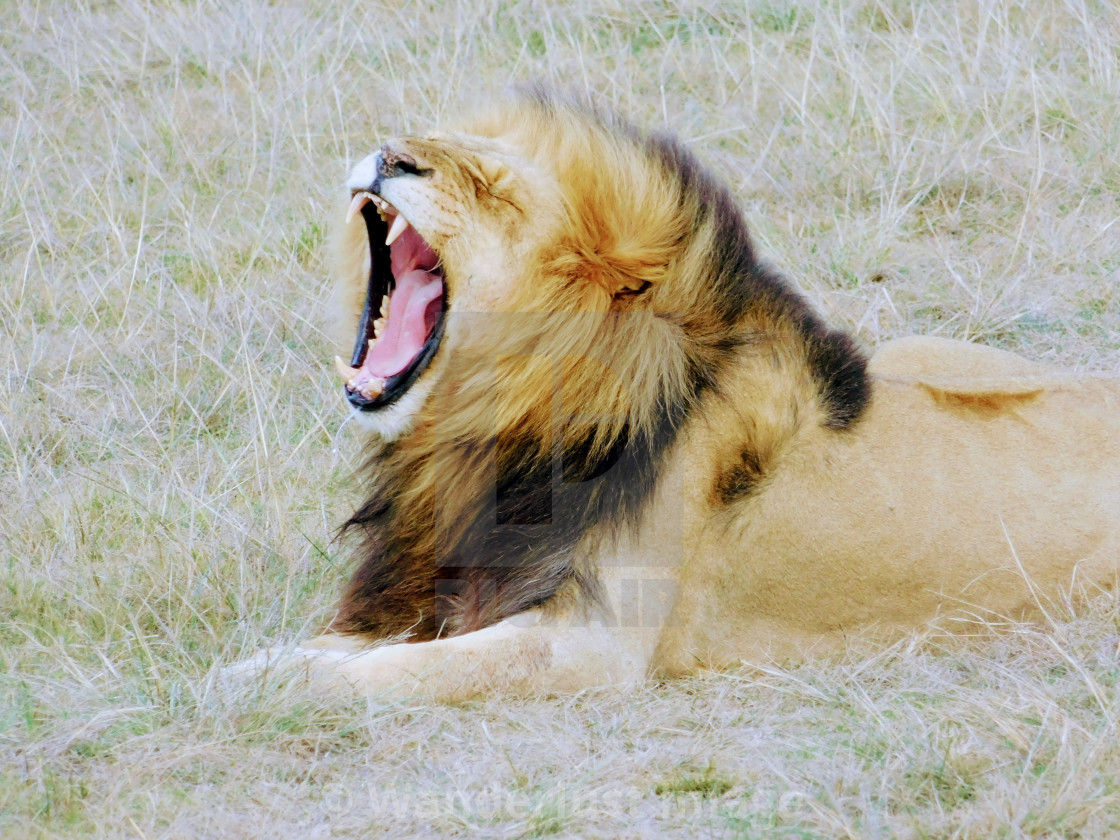 "Yawning lion" stock image