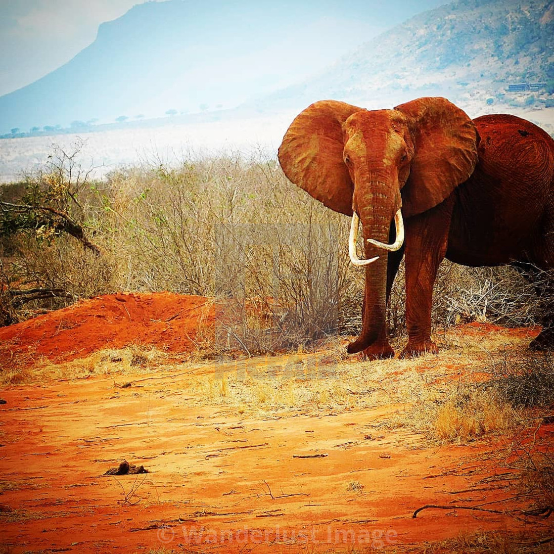 "Red Tsavo Elephant Matriarch" stock image