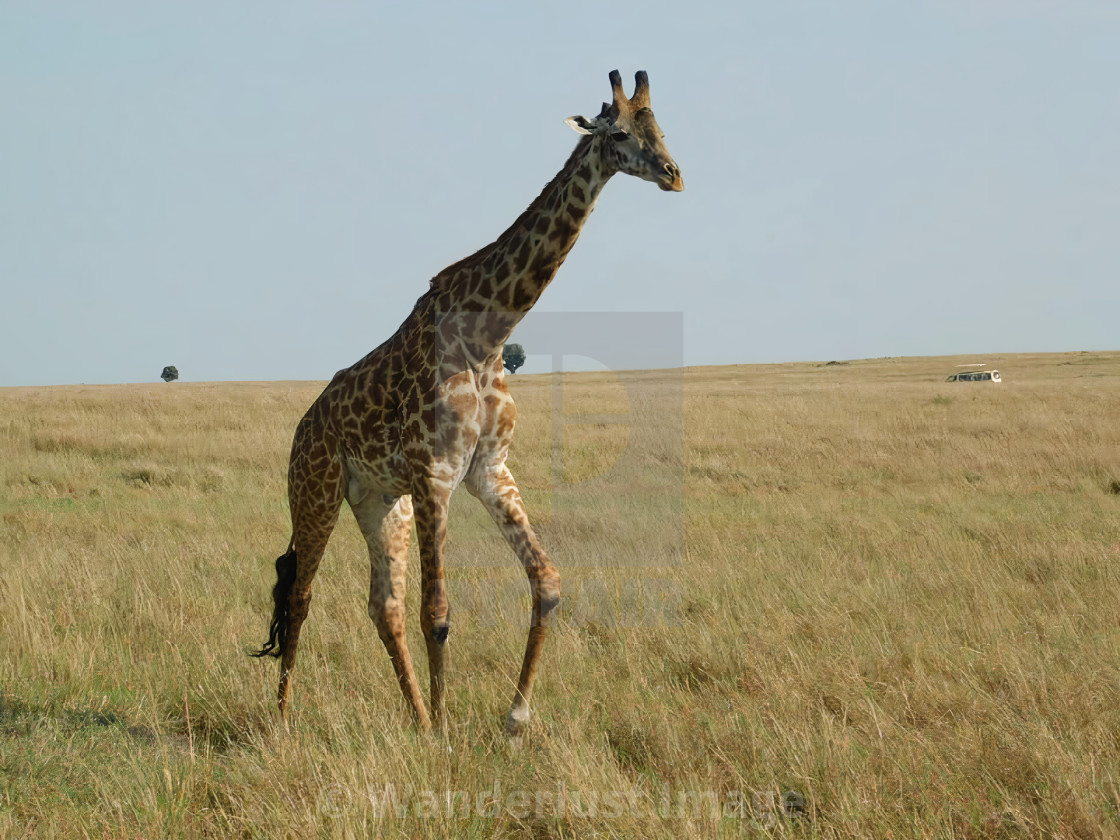 "Walking Giraffe" stock image