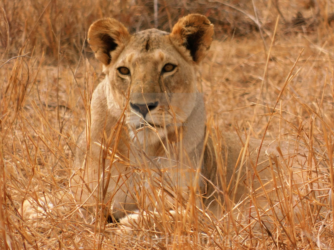 "Sitting Lioness" stock image