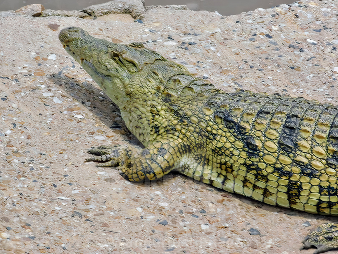 "Nile Crocodile at the Mara River" stock image