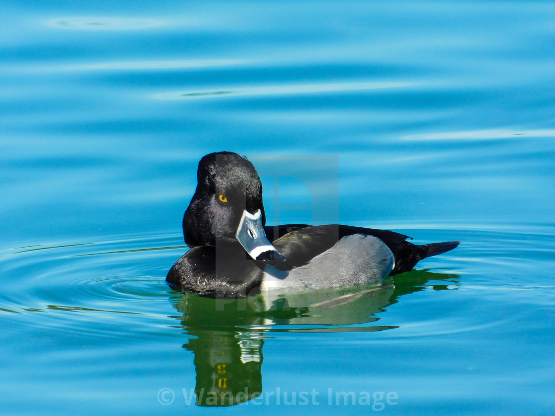 "Ring-necked duck" stock image