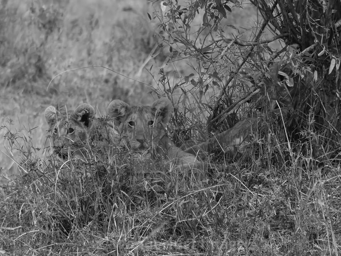 "Lion Circle of Life - 1" stock image