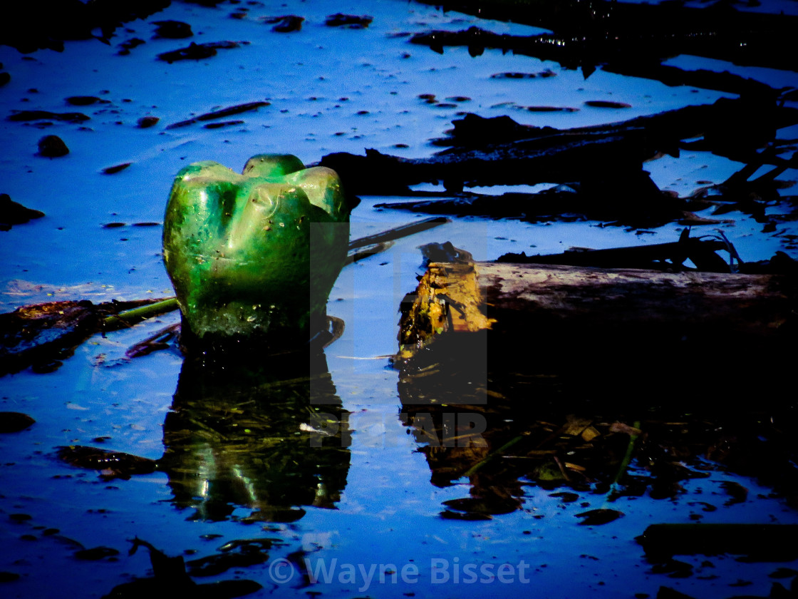 "Green Bottle" stock image