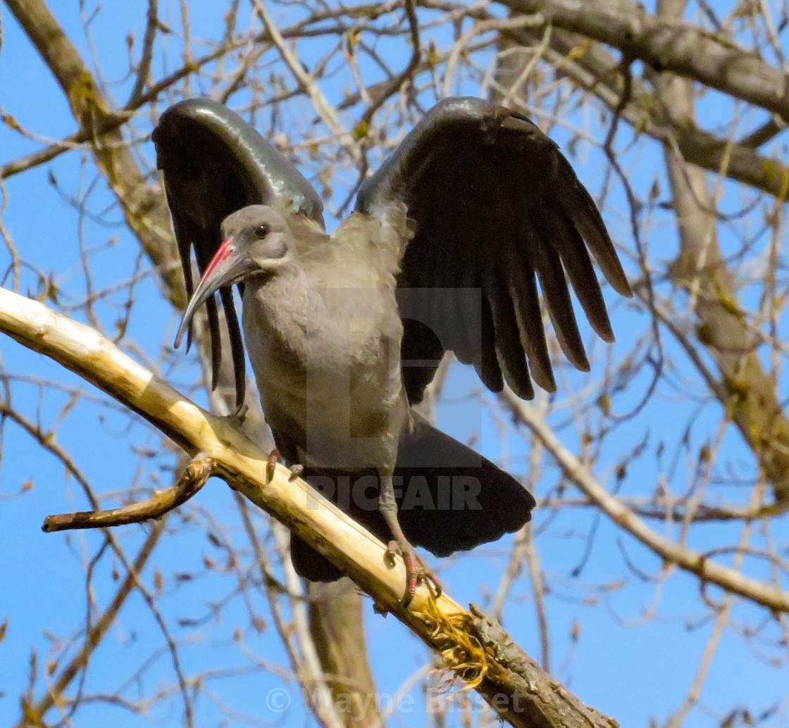 "The Ibis I" stock image